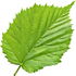 Hazelnut leaf