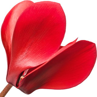 rotes Alpenveilchen