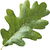 Oak leaf