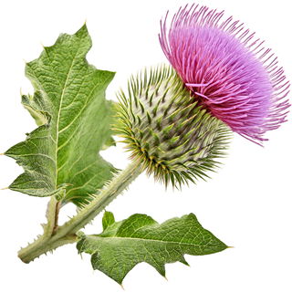 Burdock