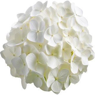 weiße Hortensie