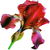 Red iris