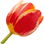 Tulpe