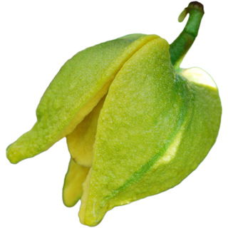 Stachelannonenblüte