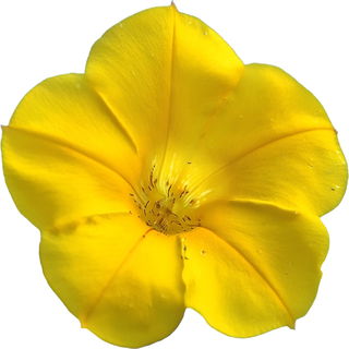 Mimulus