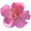 australische Rosenmyrte