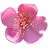 australische Rosenmyrte
