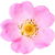 Wildrose