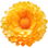 Everlasting flower