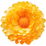 Strohblume