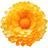 Strohblume