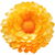 Everlasting flower absolute