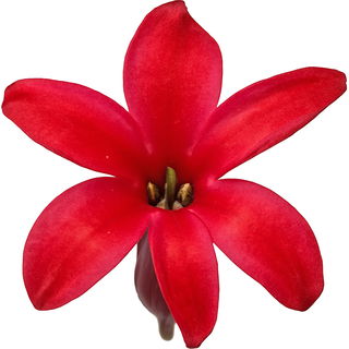 Red hyacinth