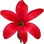 rote Hyazinthe