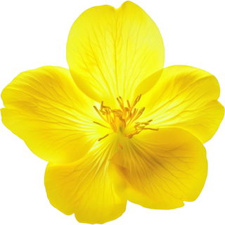 Oenothera