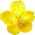 Oenothera