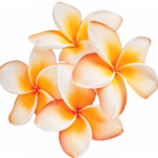 Jamaican flowers