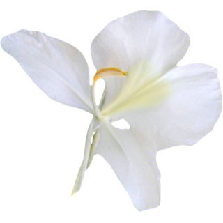 White gingerlily