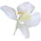 White gingerlily