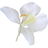 White gingerlily