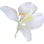 White gingerlily