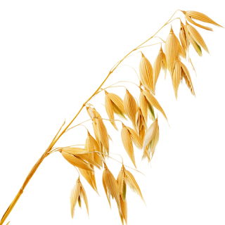 Oat