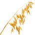 Oat