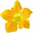 Melon blossom