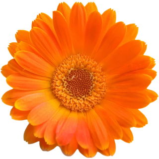 Ringelblume