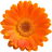 Ringelblume