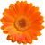 Ringelblume