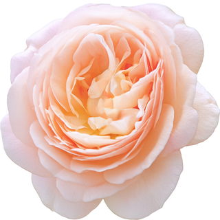 Sweet-Juliet-Rose