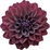 Black dahlia