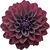schwarze Dahlie