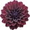 schwarze Dahlie