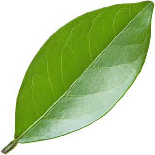 Citrus leaf