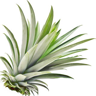 Pineapple leaf