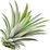 Pineapple leaf