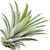 Pineapple leaf