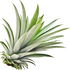 Pineapple leaf