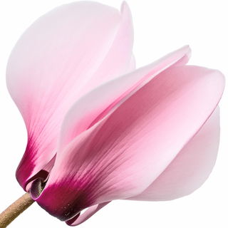 rosa Alpenveilchen
