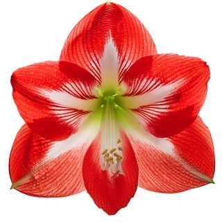 Amaryllis