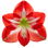 Amaryllis