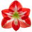 Amaryllis