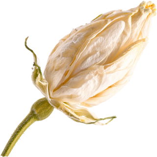 Dried jasmine