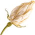 Dried jasmine
