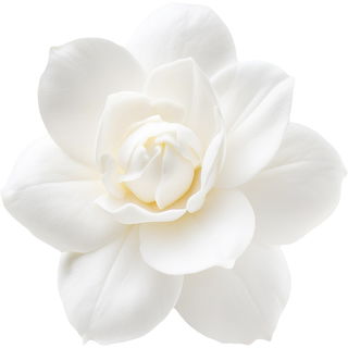 Gardenie Absolue