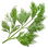 Dill