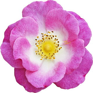 Musk rose