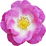 Moschusrose